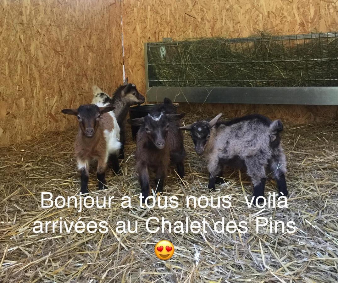 Rougeou Roulottes Du Chalet Des Pins מראה חיצוני תמונה
